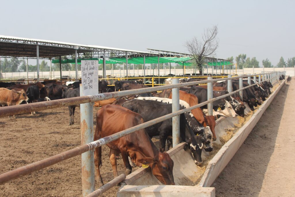 Cattle Feeding