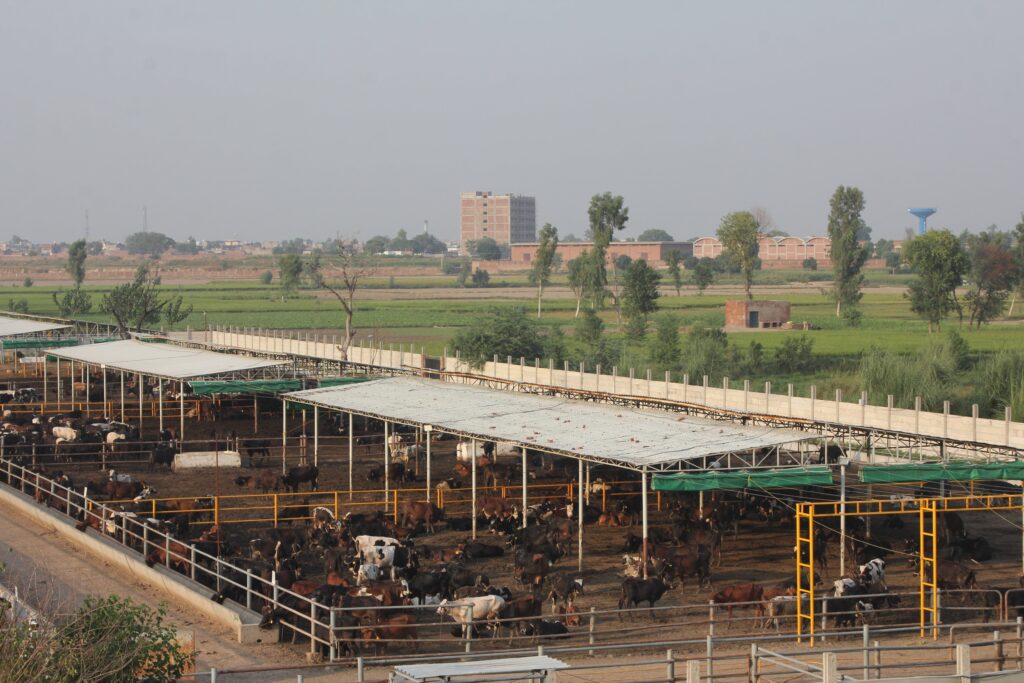Chak Madrassa Feedlot Farm