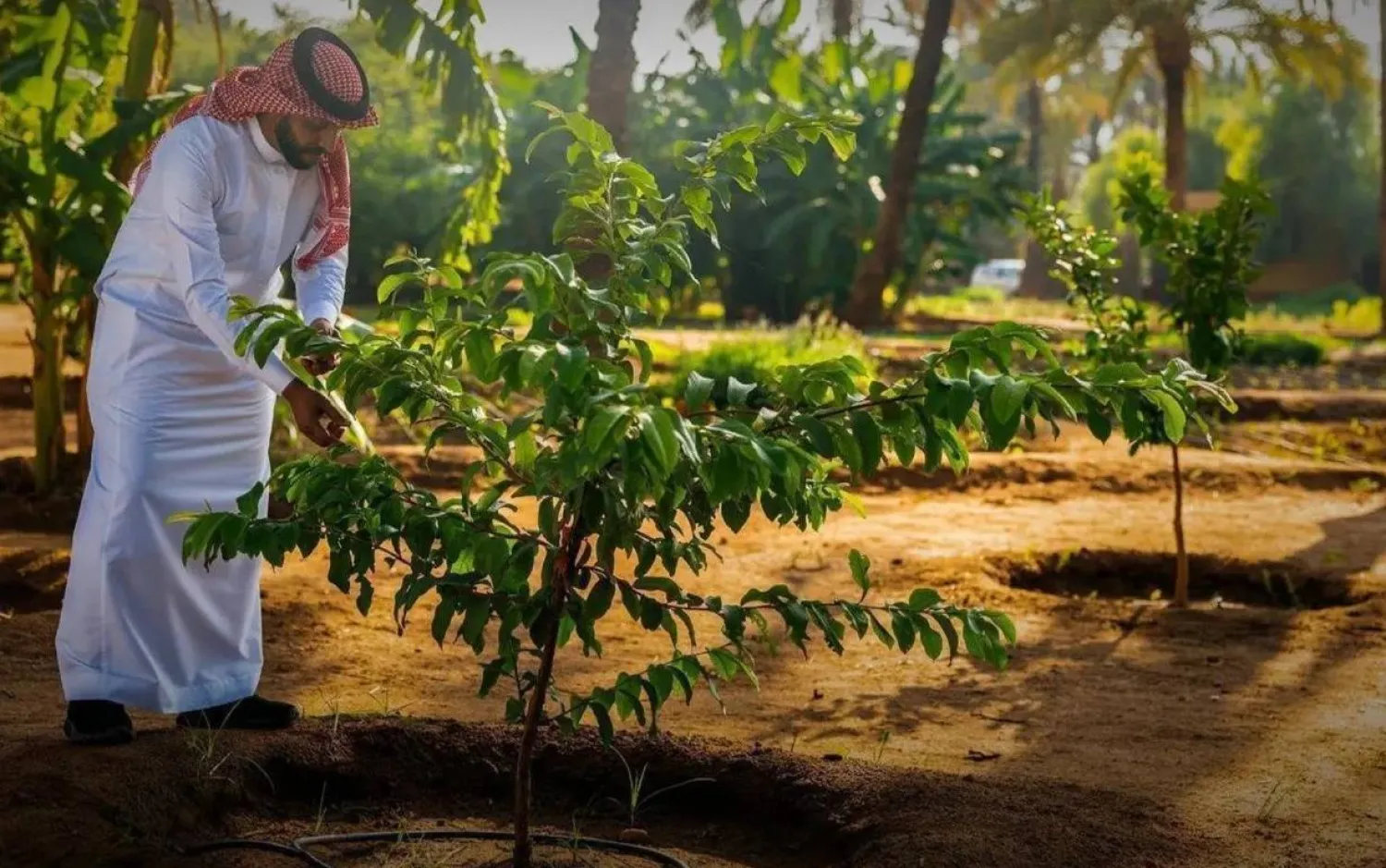 Saudi Green Initiative Plants Over 31 Million Trees in Eastern Province