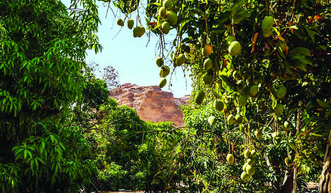 AlUla’s Summer Harvest Becomes a Community Celebration of Agricultural Heritage