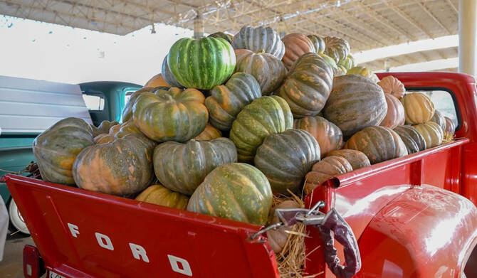 Fruit Exhibition Kicks Off at Buraidah Dates City