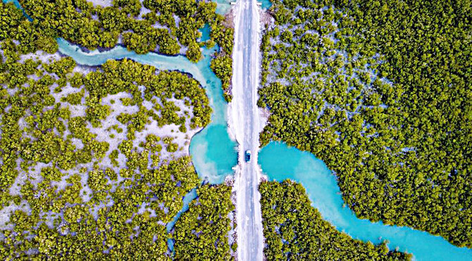 How Saudi Arabia Is Restoring Its Mangroves to Combat Climate Change and Promote Eco-Tourism