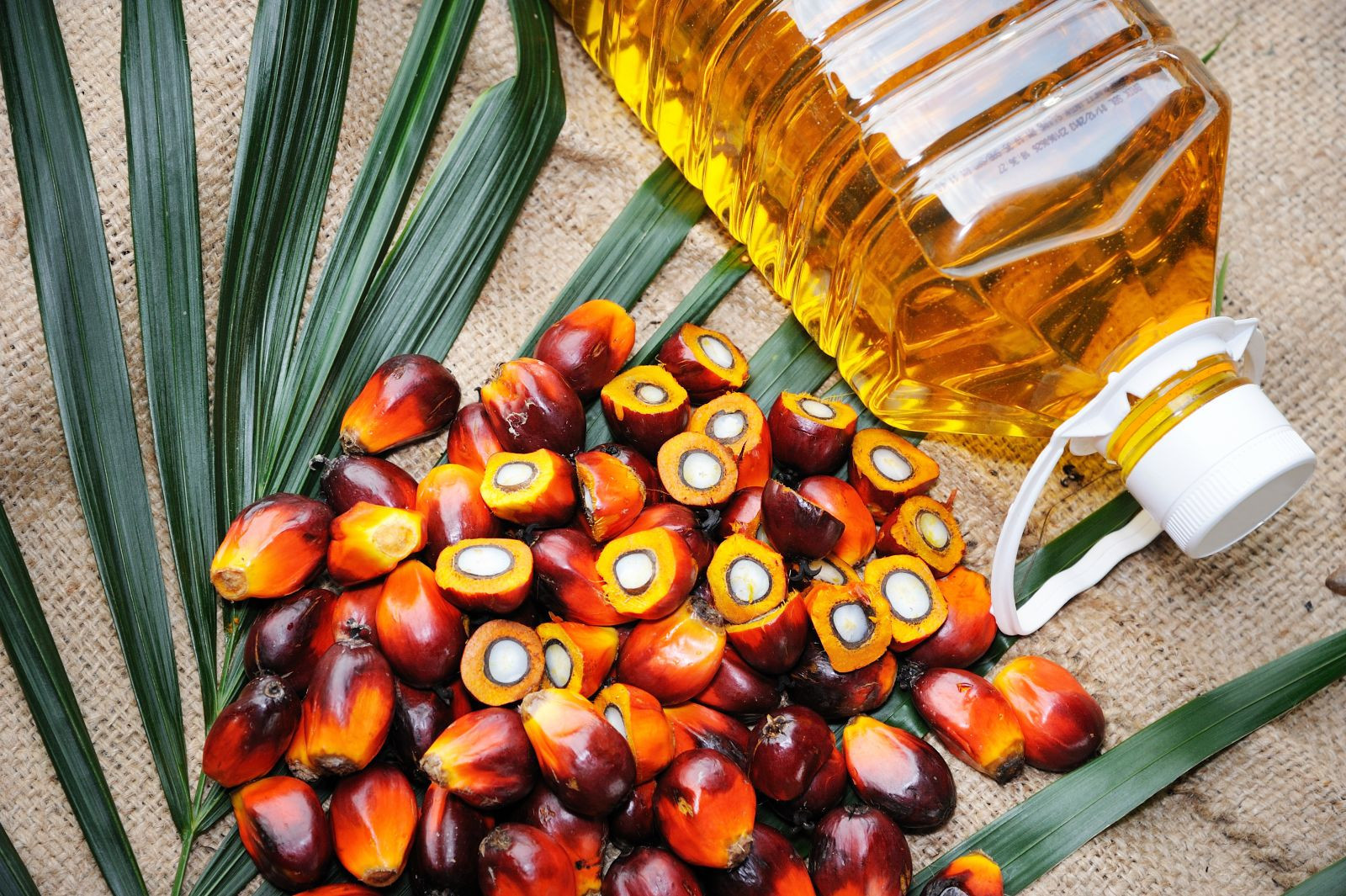 The Hidden Power in Your Kitchen Why Scientists Are Studying Palm Oil’s Secret Vitamin