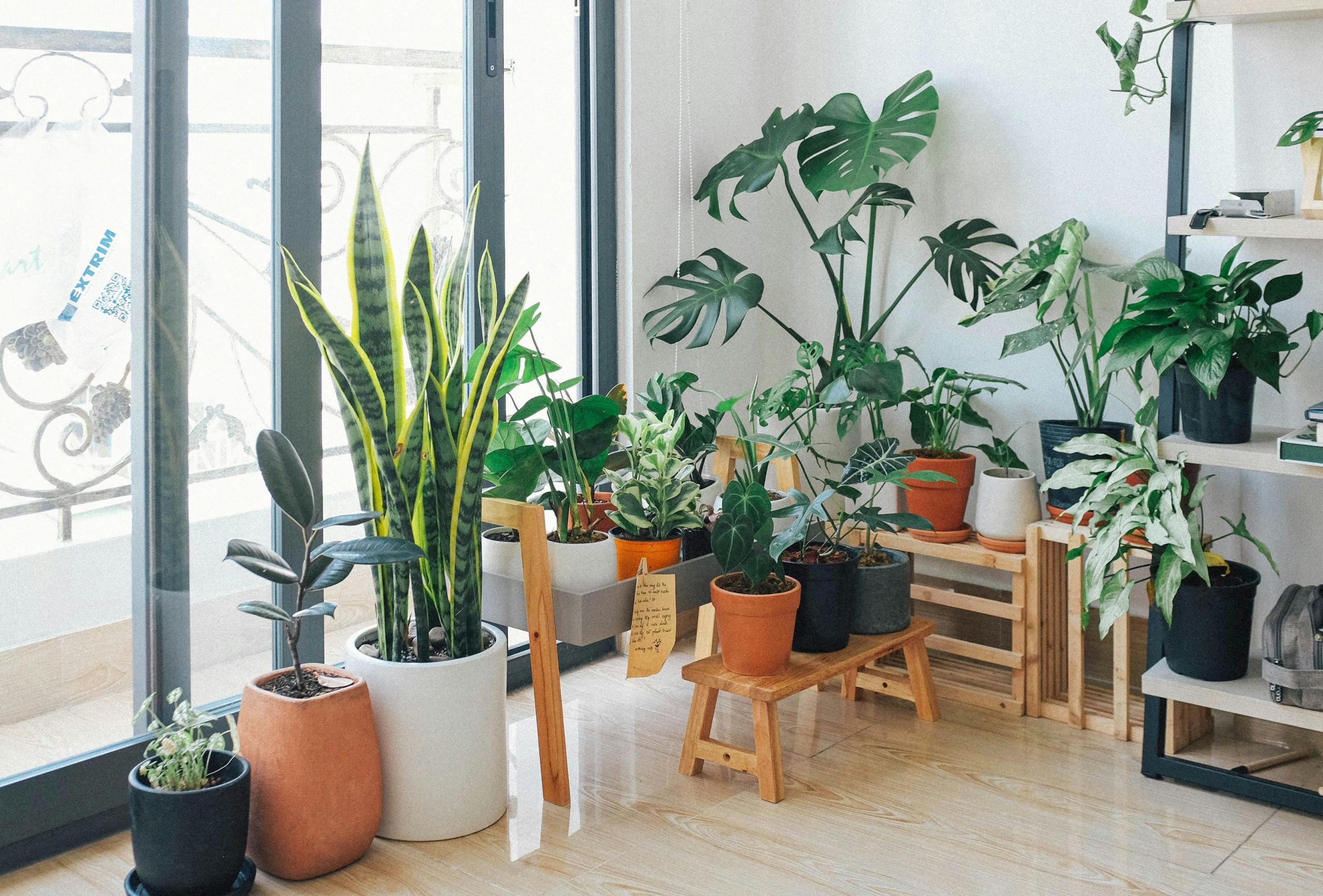 Tips to Protect Houseplants from Saudi Arabia’s Intense Summer Heat