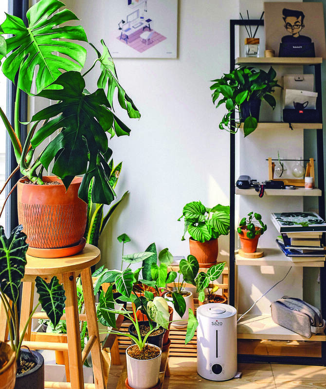Tips to Protect Houseplants from Saudi Arabia’s Intense Summer Heat