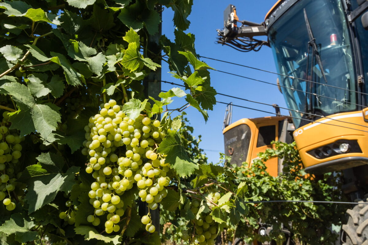 Grape Cultivation A Cornerstone of Qassim’s Agricultural Landscape