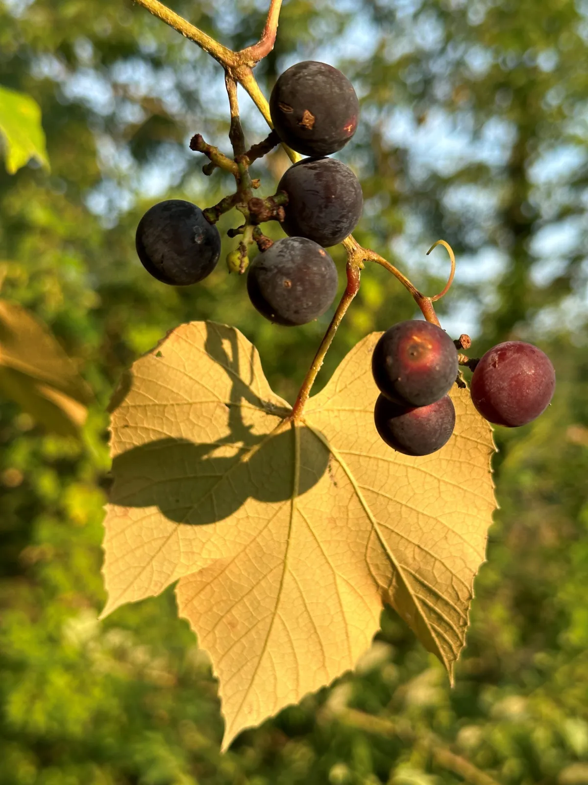Grape Cultivation A Cornerstone of Qassim’s Agricultural Landscape