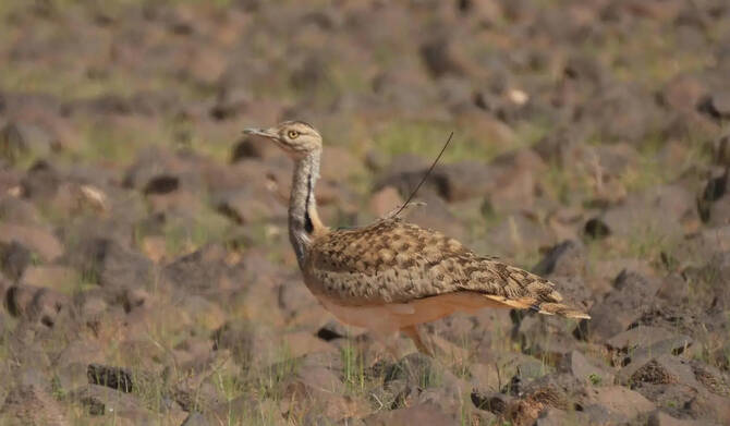 King Salman bin Abdulaziz Royal Reserve A Vast Ecological Haven for Migratory and Resident Birds