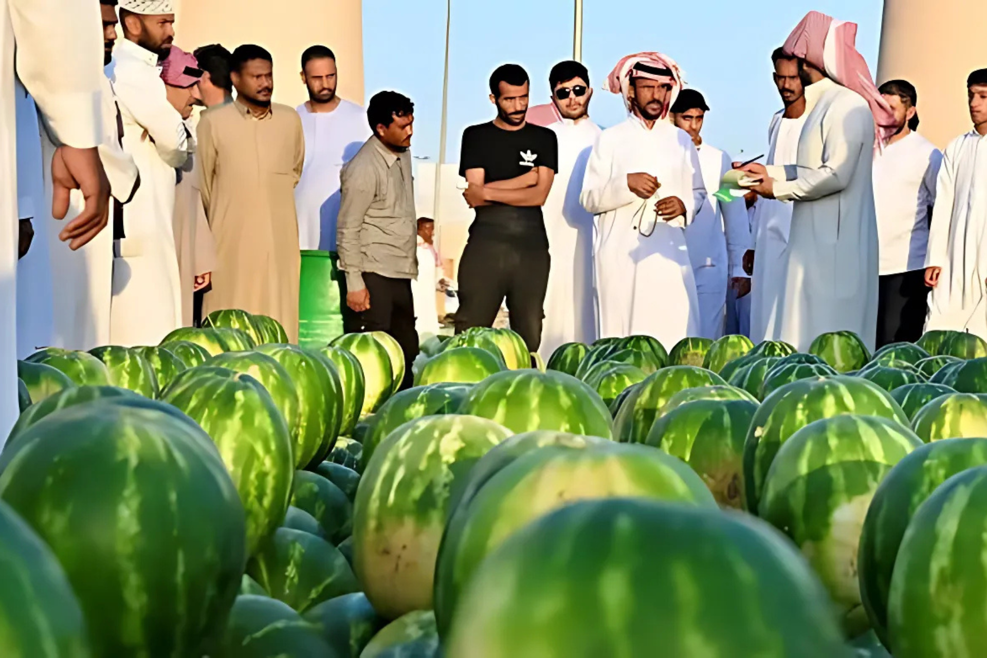 Saudi Arabia’s Melon Production Surpasses 63,000 Tonnes