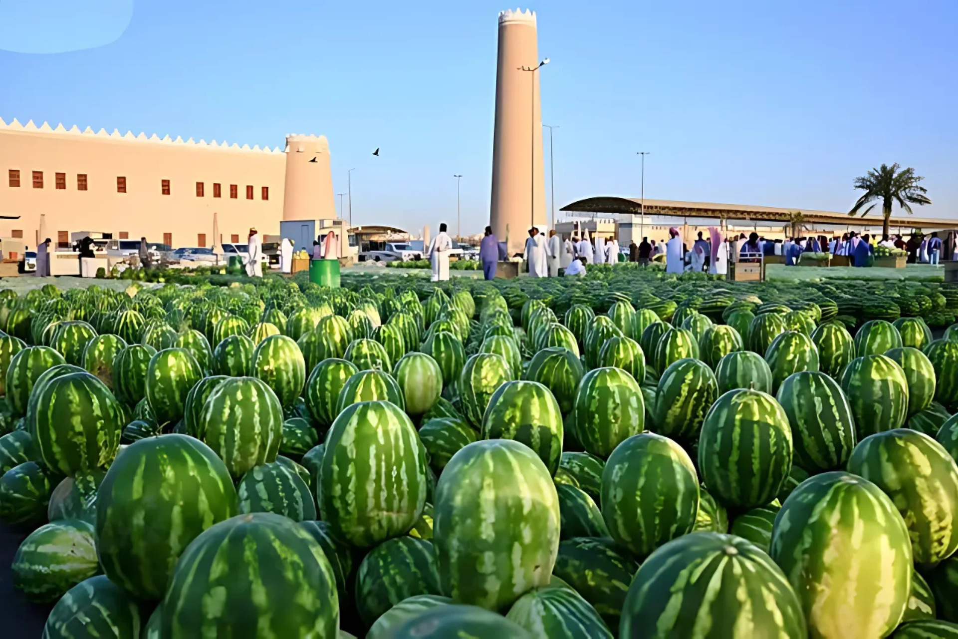 Saudi Arabia’s Melon Production Surpasses 63,000 Tonnes