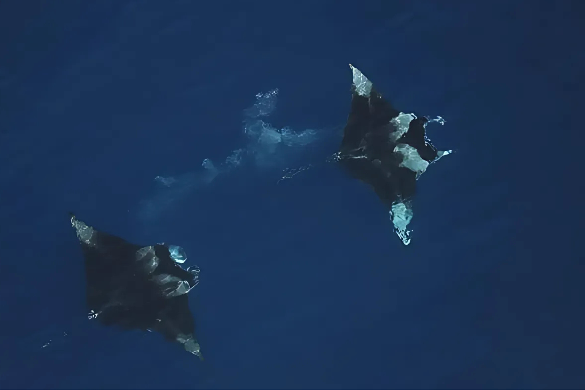 Saudi Coasts Record Historic Numbers of Seabirds and Large Marine Life
