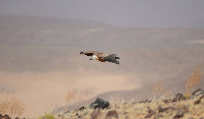 Eurasian Griffon Vultures’ 245,000 km Journey Highlights Urgent Need for Conservation