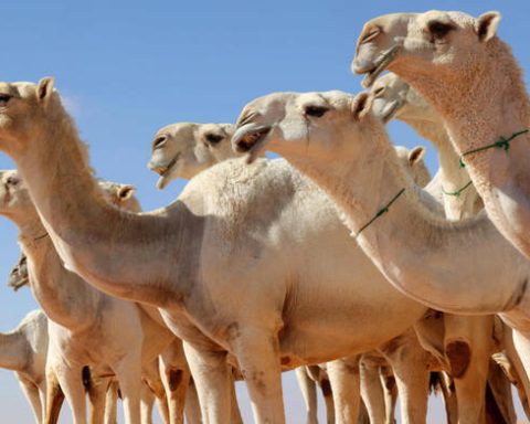 Hail Camel Auction Opens in Al-Qaid with Strong Attendance and Cultural Flair