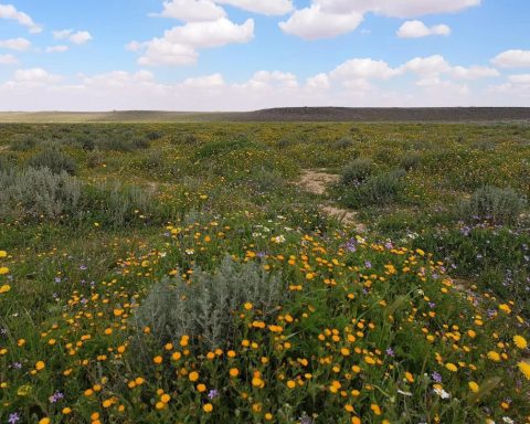 King Salman Royal Reserve Rehabilitates 750,000 Hectares of Degraded Land