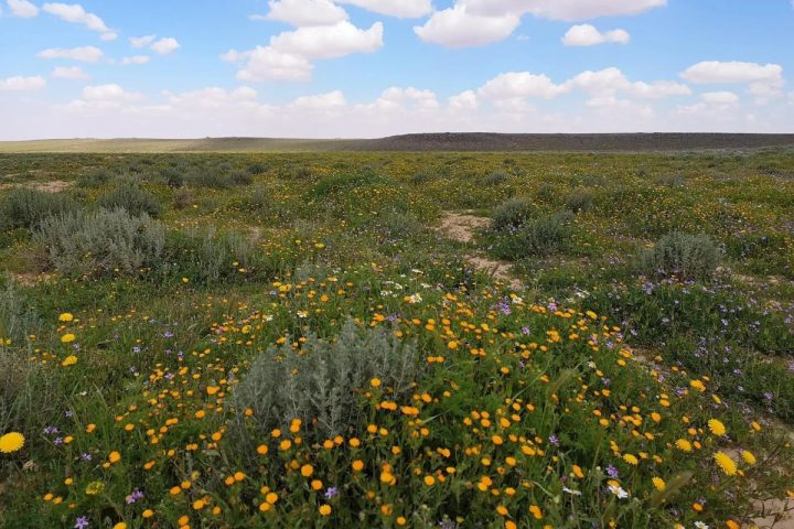 King Salman Royal Reserve Rehabilitates 750,000 Hectares of Degraded Land
