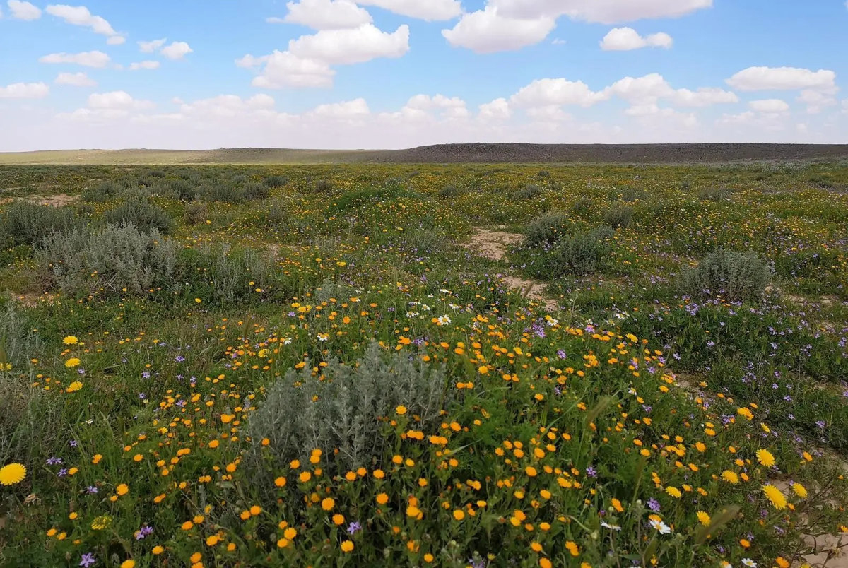 King Salman Royal Reserve Rehabilitates 750,000 Hectares of Degraded Land