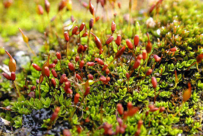 Land-Based Moss A Natural Solution to Cool and Decarbonize Saudi Cities