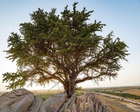Saudi Center Catalogs Over 550 Perennial Tree Sites to Protect Natural Heritage