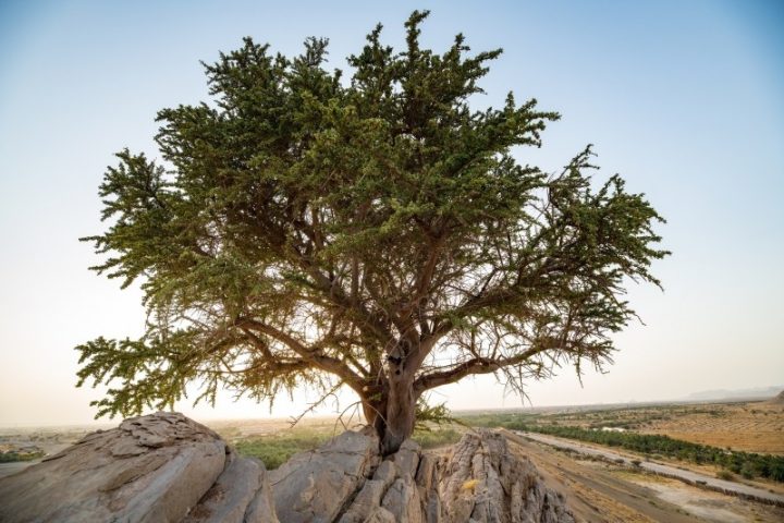 Saudi Center Catalogs Over 550 Perennial Tree Sites to Protect Natural Heritage