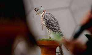 Saudi Pavilion at Expo Osaka to Showcase Falconry Heritage