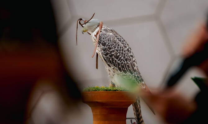 Saudi Pavilion at Expo Osaka to Showcase Falconry Heritage