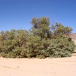 Drought-Resistant Tamarisk Tree The Kingdom’s Green Shield Against Desertification