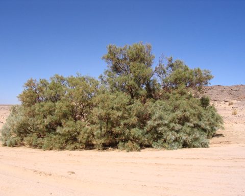 Drought-Resistant Tamarisk Tree The Kingdom’s Green Shield Against Desertification