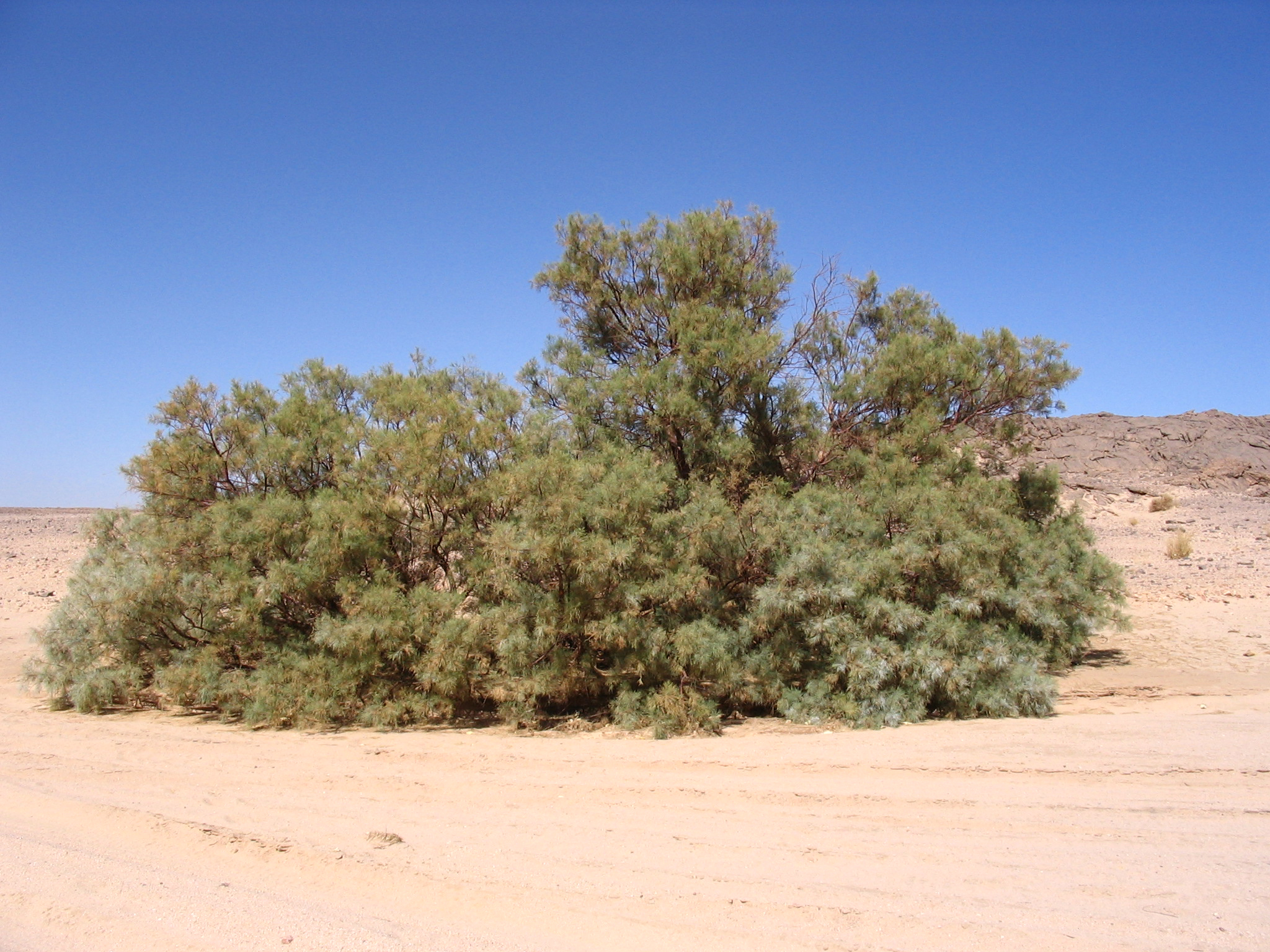 Drought-Resistant Tamarisk Tree The Kingdom’s Green Shield Against Desertification
