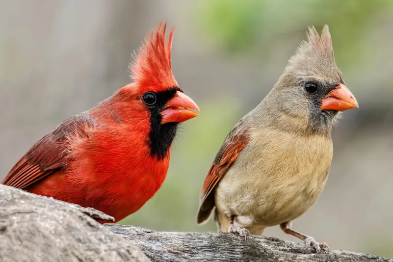 Luxury Fashion Under Fire for Endangering Birds Through Feather Use