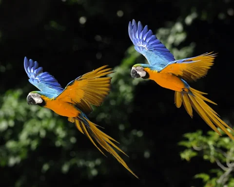 Luxury Fashion Under Fire for Endangering Birds Through Feather Use