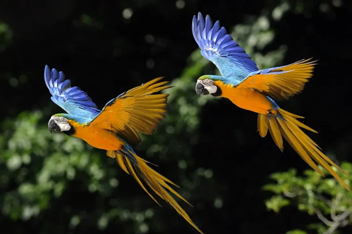 Luxury Fashion Under Fire for Endangering Birds Through Feather Use