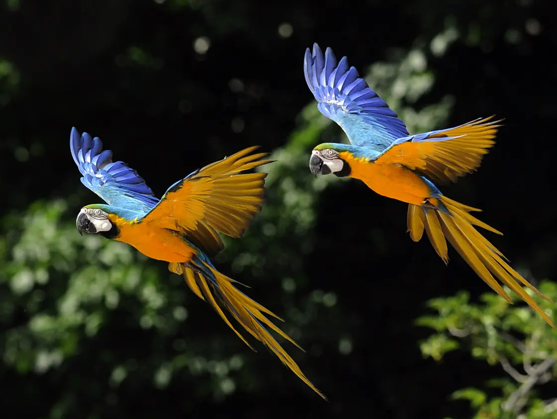 Luxury Fashion Under Fire for Endangering Birds Through Feather Use