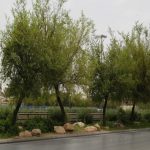 New Initiative Launched to Plant 2.1 Million Trees in Madinah to Boost Environmental Sustainability