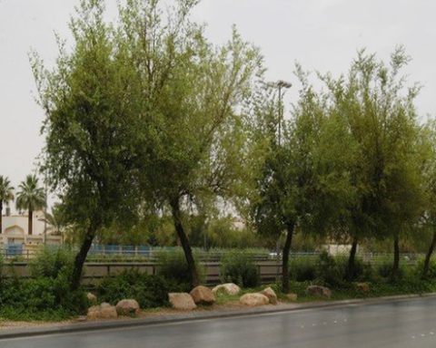 New Initiative Launched to Plant 2.1 Million Trees in Madinah to Boost Environmental Sustainability