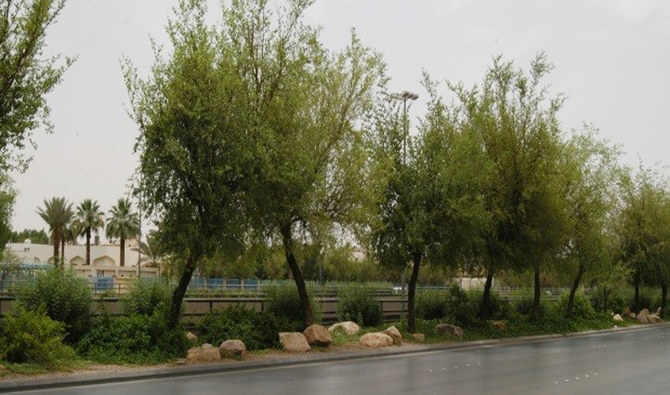 New Initiative Launched to Plant 2.1 Million Trees in Madinah to Boost Environmental Sustainability