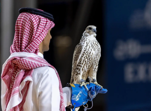 Rare Mongolian Birds Featured at Riyadh Falcon Auction