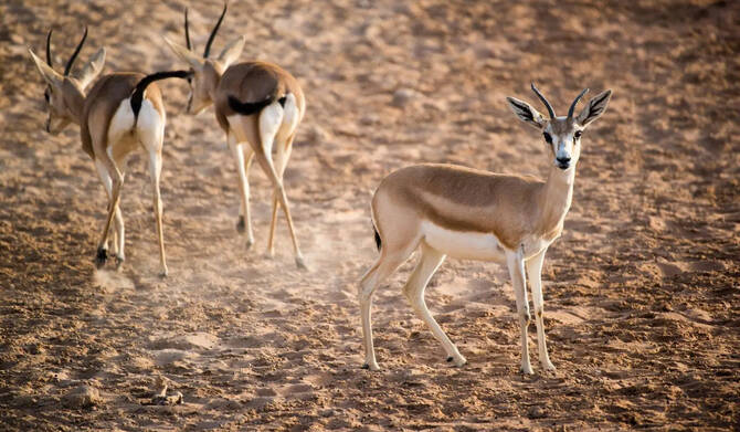 Saudi Arabia Marks World Animal Day with Renewed Commitment to Animal Welfare and Biodiversity Protection