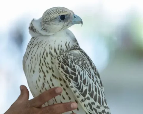 Saudi Arabia Strengthens Global Efforts in Bird Conservation and Biodiversity Protection
