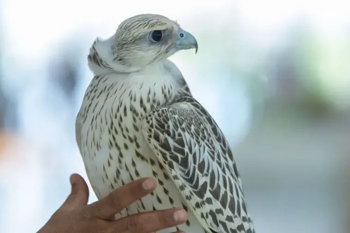 Saudi Arabia Strengthens Global Efforts in Bird Conservation and Biodiversity Protection
