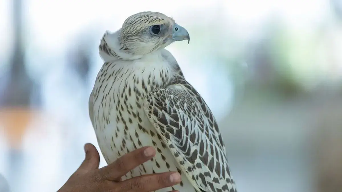 Saudi Arabia Strengthens Global Efforts in Bird Conservation and Biodiversity Protection