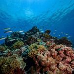 Saudi Arabia Establishes Two New Marine Reserves to Protect Rare Ecosystems