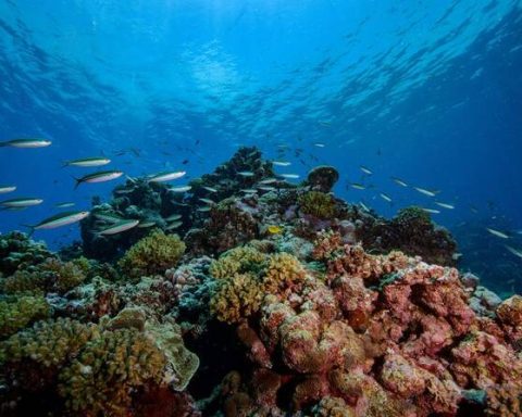 Saudi Arabia Establishes Two New Marine Reserves to Protect Rare Ecosystems