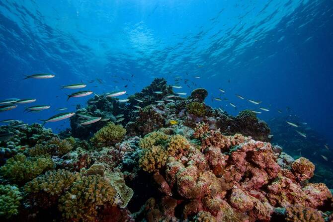 Saudi Arabia Establishes Two New Marine Reserves to Protect Rare Ecosystems