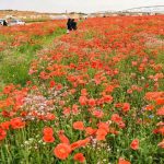 Saudi Arabia Launches Seed Storage Initiative to Enhance Year-Round Vegetation Cover