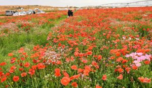Saudi Arabia Launches Seed Storage Initiative to Enhance Year-Round Vegetation Cover