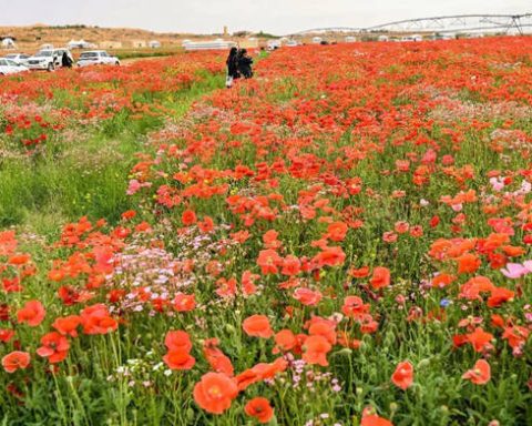 Saudi Arabia Launches Seed Storage Initiative to Enhance Year-Round Vegetation Cover