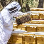 Saudi Beekeepers Begin Harvest of the Kingdom’s Premium Sidr Honey