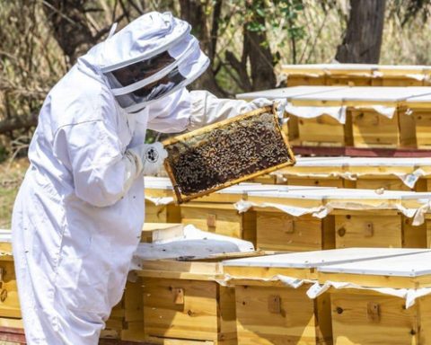 Saudi Beekeepers Begin Harvest of the Kingdom’s Premium Sidr Honey