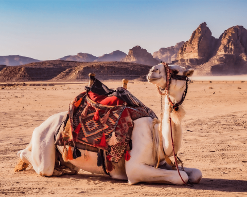 Saudi University Develops AI System to Support Camel Herders and Enhance Livestock Management