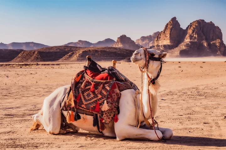 Saudi University Develops AI System to Support Camel Herders and Enhance Livestock Management
